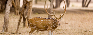India Wildlife Tour Packages